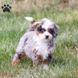 Murphy (tiny), Mini Bernedoodle Puppy